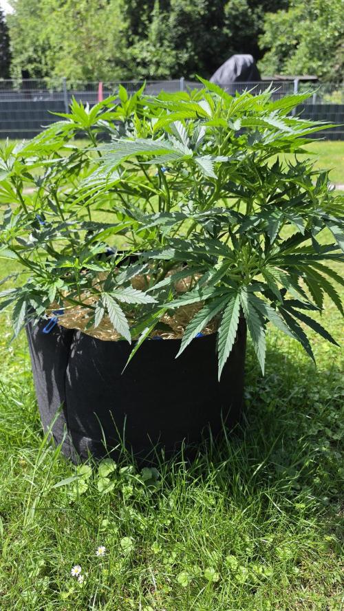 outdoor grow NRW '26. Week 10 - Jack 47 F1