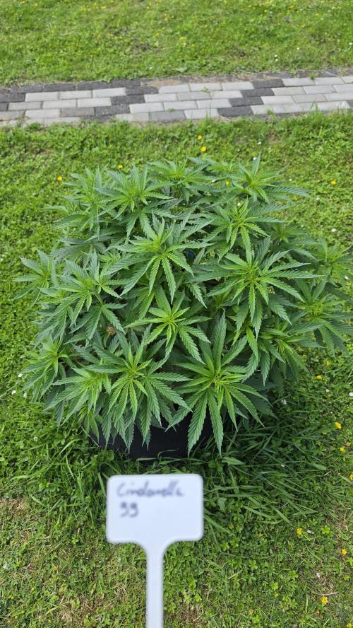outdoor grow NRW '26. Week 10 - Cindarella 99