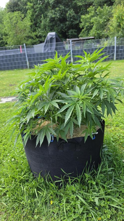 outdoor grow NRW '26. Week 10 - Cindarella 99