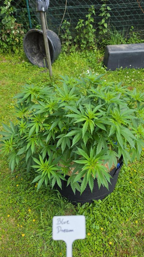 outdoor grow NRW '26. Week 10 - Blue Dream