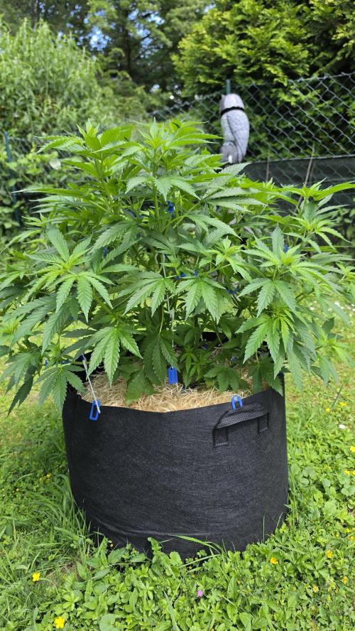 outdoor grow NRW '26. Week 10 - Blue Dream