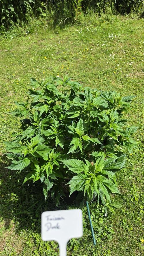 Dutch Passion Outdoor Grow 26 NRW. Week 3 - Frisian Duck 