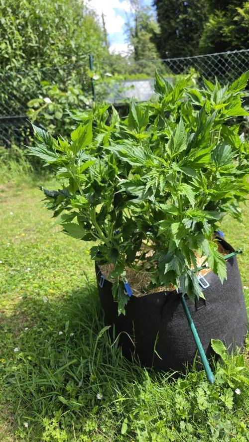 Dutch Passion Outdoor Grow 26 NRW. Week 3 - Frisian Duck