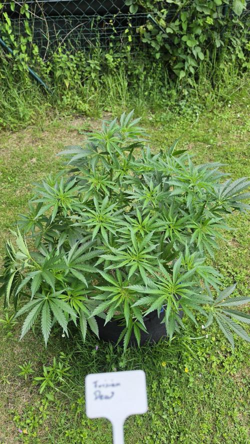 Dutch Passion Outdoor Grow 26 NRW. Week 3 - Frisian Dew