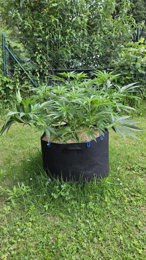 Dutch Passion Outdoor Grow 26 NRW. Week 3 - Frisian Dew