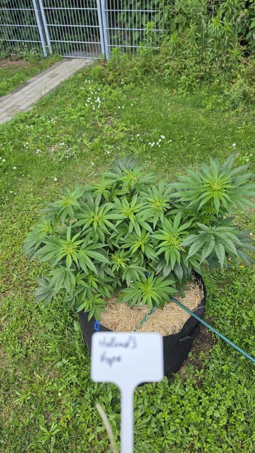 Dutch Passion Outdoor Grow 26 NRW. Week 3 - Holland's Hope
