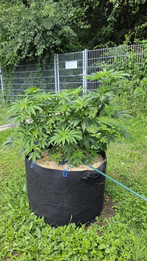 Dutch Passion Outdoor Grow 26 NRW. Week 3 - Holland's Hope