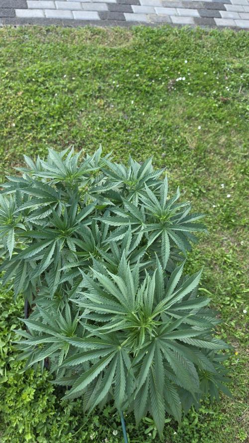 Dutch Passion Outdoor Grow 26 NRW. Week 10 - Holland's Hope 