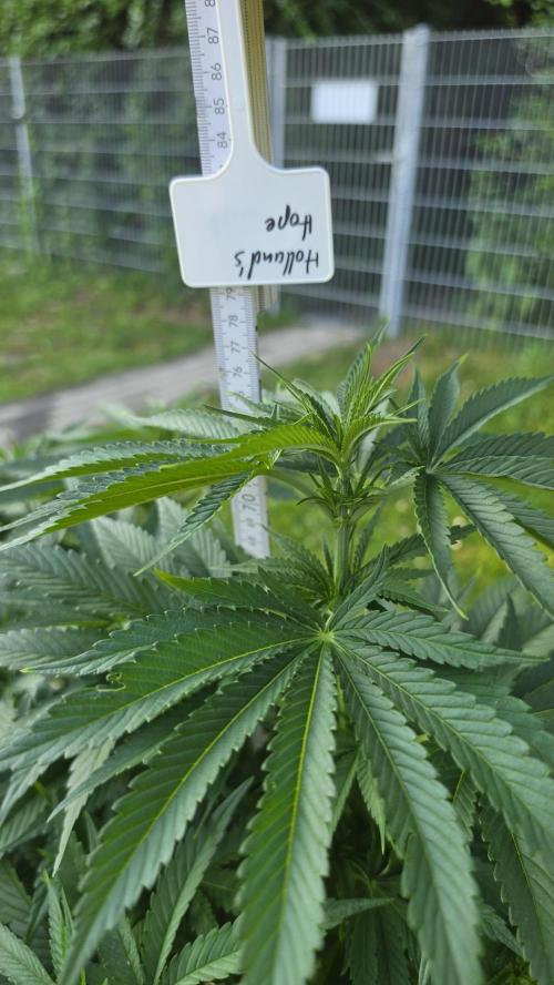 Dutch Passion Outdoor Grow 26 NRW. Week 10 - Holland's Hope 