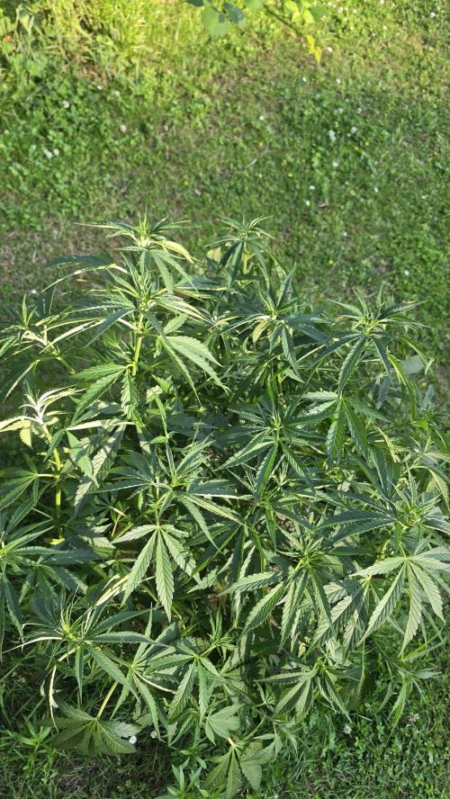 Dutch Passion Outdoor Grow 26 NRW. Week 10 - Frisian Dew