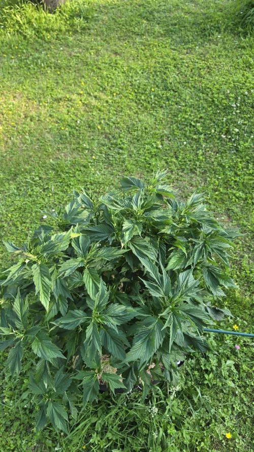 Dutch Passion Outdoor Grow 26 NRW. Week 10