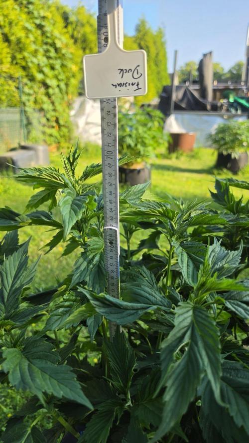 Dutch Passion Outdoor Grow 26 NRW. Week 10