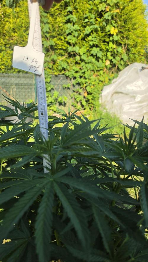 outdoor grow NRW '26. Week 10 - Jack 47 F1
