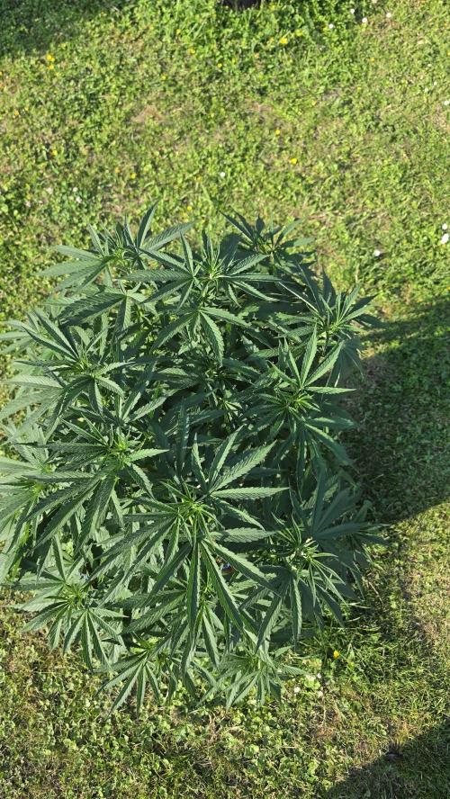outdoor grow NRW '26. Week 10 - Jack 47 F1