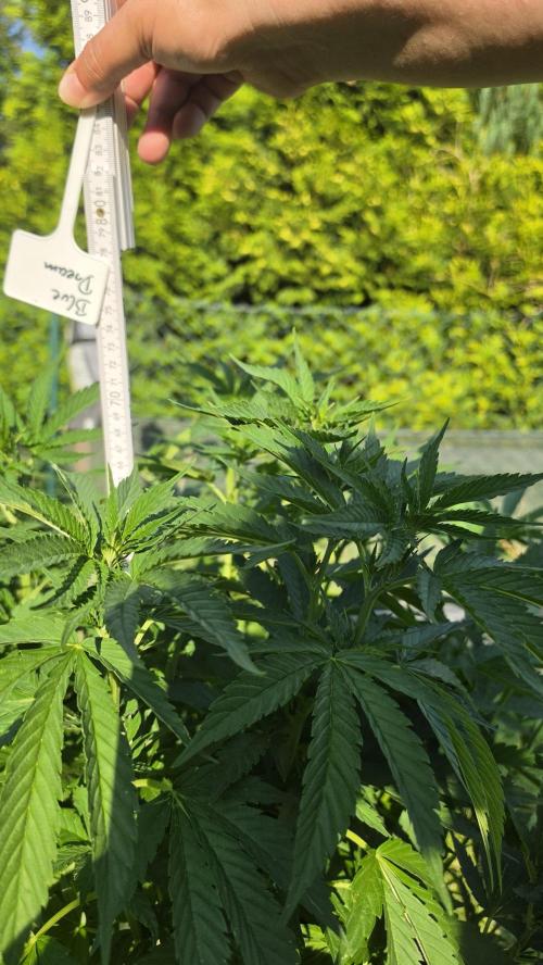 outdoor grow NRW '26. Week 10 - Blue Dream
