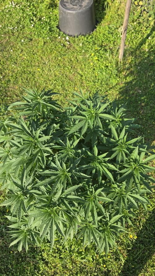 outdoor grow NRW '26. Week 10 - Blue Dream