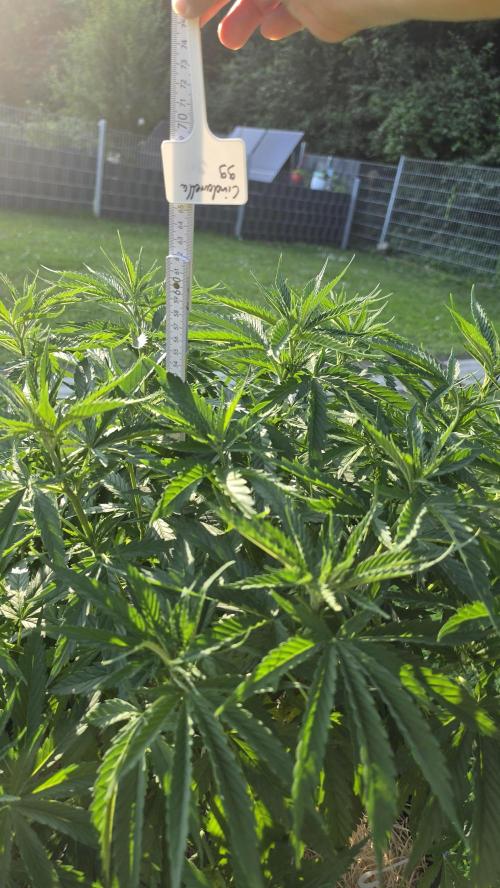 outdoor grow NRW '26. Week 10 - Cindarella 99