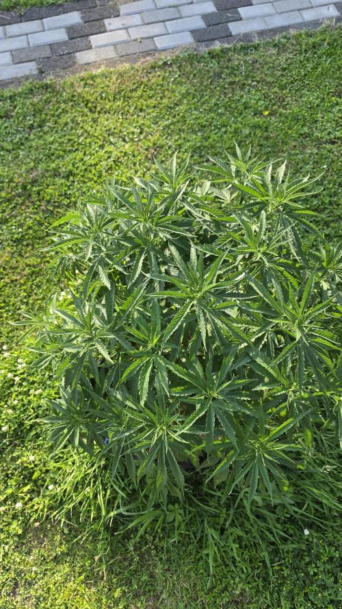 outdoor grow NRW '26. Week 10 - Cindarella 99