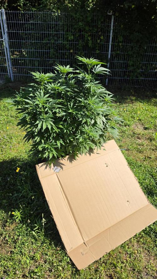 Dutch Passion Outdoor Grow 26 NRW. Week 11 - Holland's Hope 