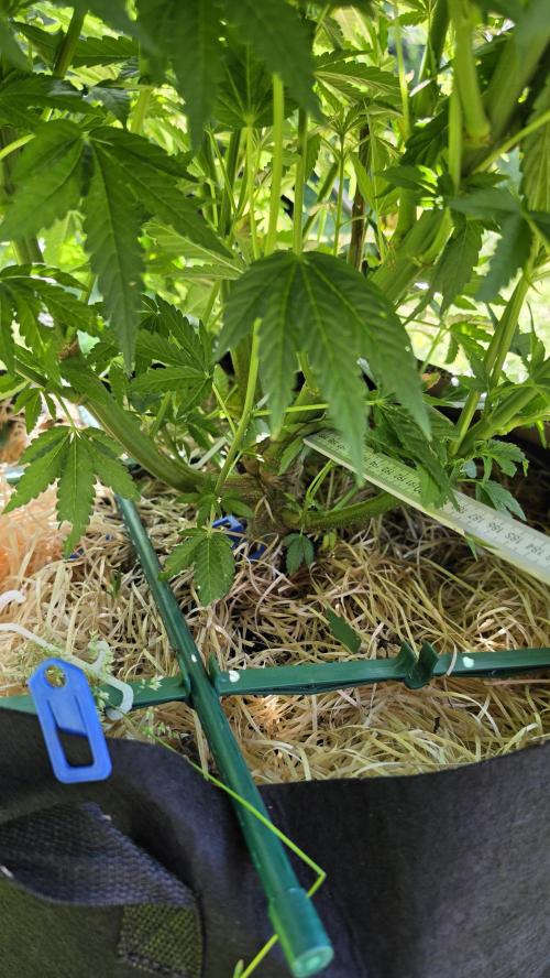 Dutch Passion Outdoor Grow 26 NRW. Week 11 - Holland's Hope 