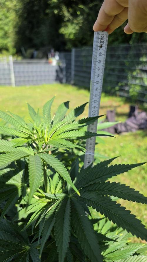 Dutch Passion Outdoor Grow 26 NRW. Week 11 - Holland's Hope 