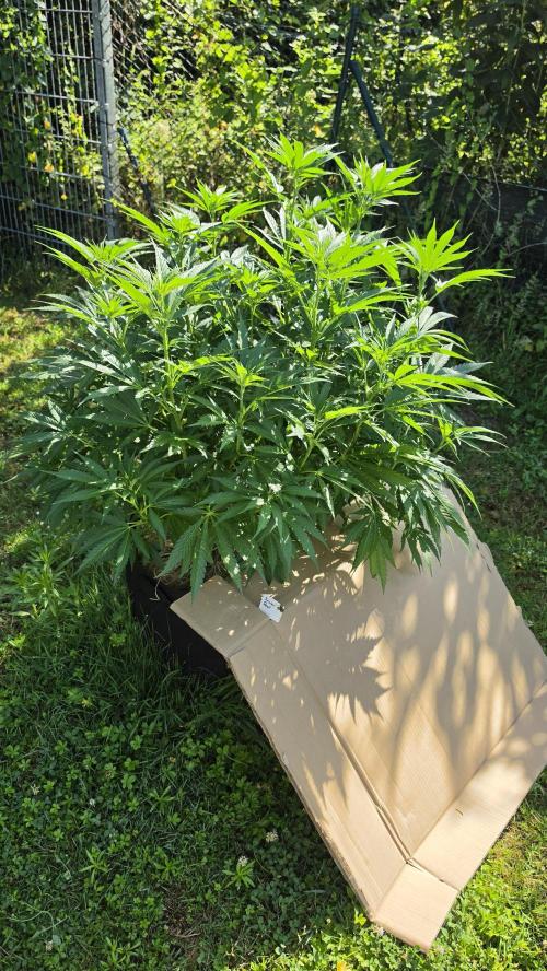 Dutch Passion Outdoor Grow 26 NRW. Week 11 - Frisian Dew