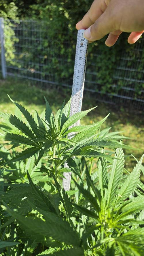 Dutch Passion Outdoor Grow 26 NRW. Week 11 - Frisian Dew