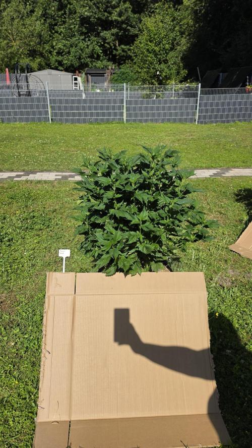 Dutch Passion Outdoor Grow 26 NRW. Week 11 - Frisian Duck