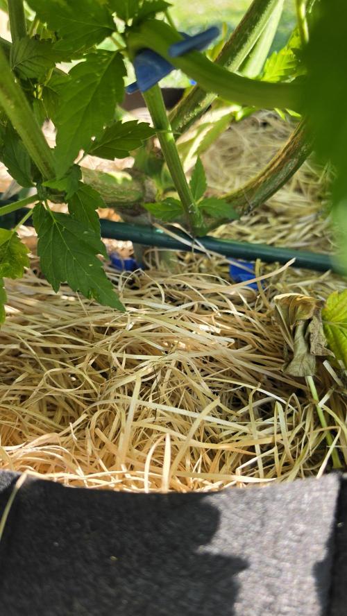 Dutch Passion Outdoor Grow 26 NRW. Week 11 - Frisian Duck