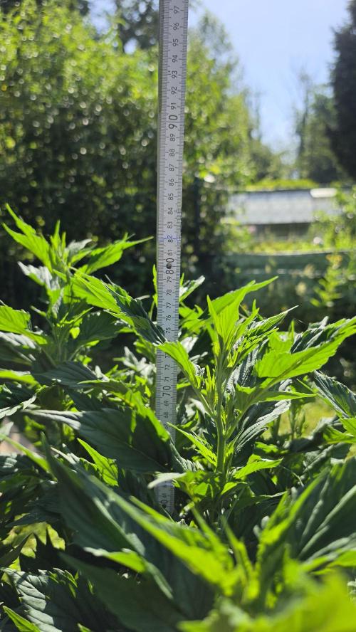 Dutch Passion Outdoor Grow 26 NRW. Week 11 - Frisian Duck