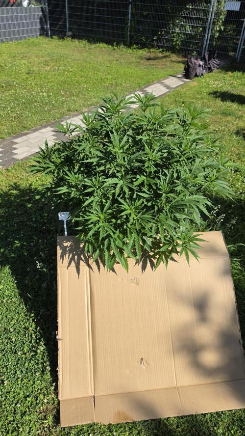 outdoor grow NRW '26. Week 11 - Cindarella 99