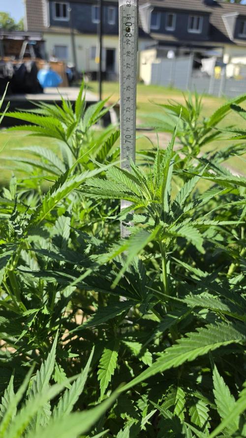 outdoor grow NRW '26. Week 11 - Cindarella 99