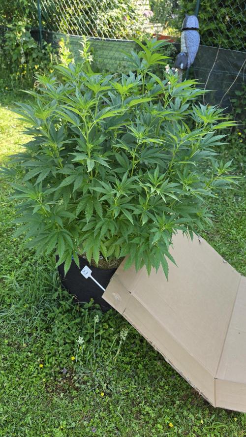outdoor grow NRW '26. Week 11 - Blue Dream