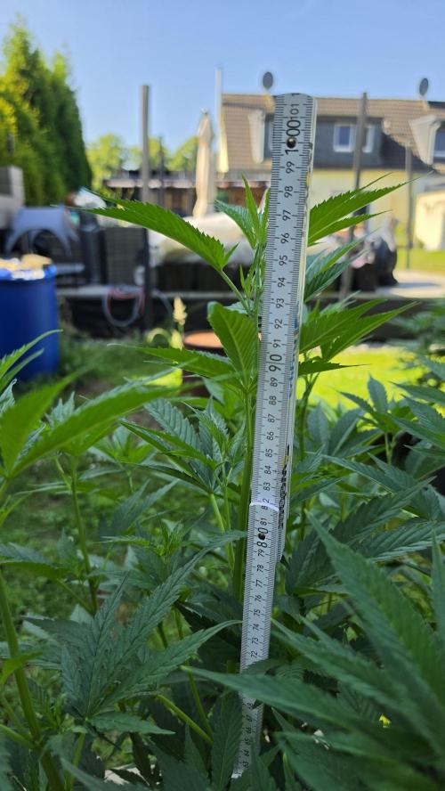 outdoor grow NRW '26. Week 11 - Blue Dream