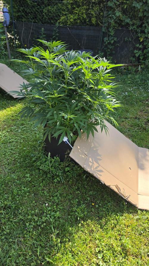 outdoor grow NRW '26. Week 11 - Jack 47 F1