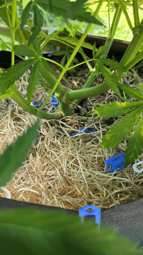 outdoor grow NRW '26. Week 11 - Jack 47 F1