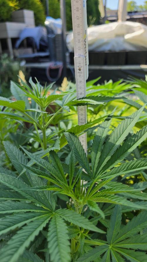 outdoor grow NRW '26. Week 11 - Jack 47 F1