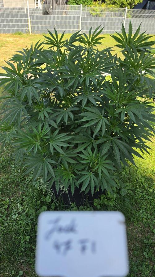 outdoor grow NRW '26. Week 12 - Jack 47 F1