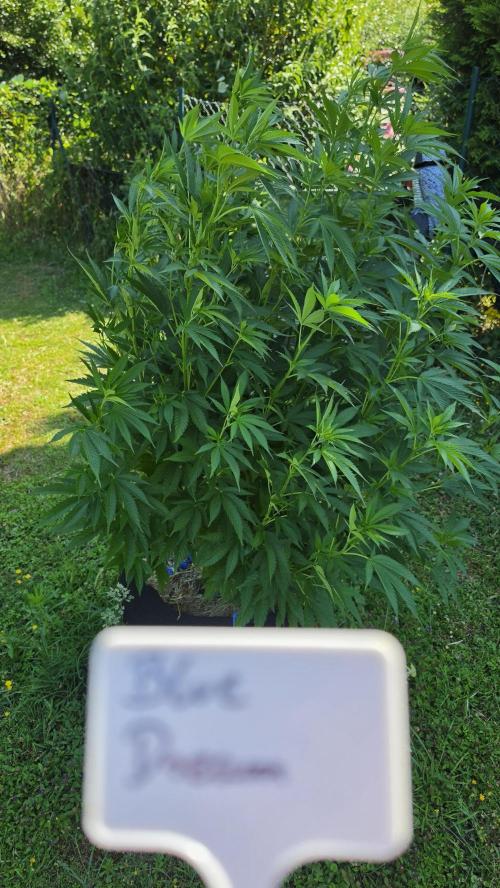 outdoor grow NRW '26. Week 12 - Blue Dream