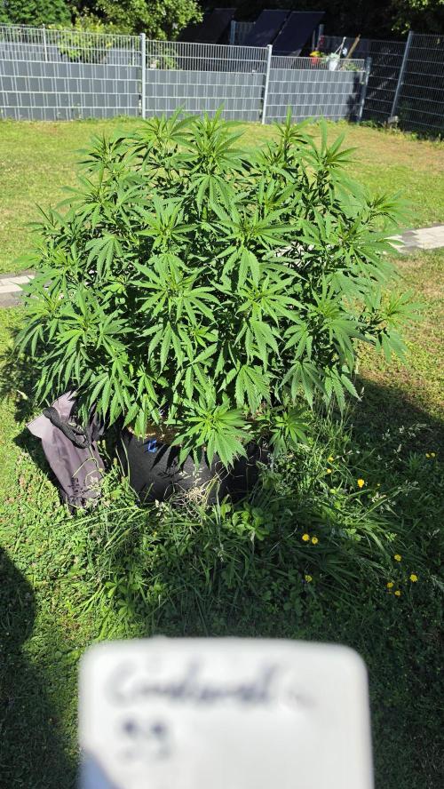 outdoor grow NRW '26. Week 12 - Cinderella 99