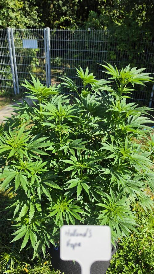 Dutch Passion Outdoor Grow 26 NRW. Week 5 - Holland's Hope 