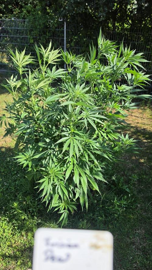 Dutch Passion Outdoor Grow 26 NRW. Week 5 - Frisian Dew 