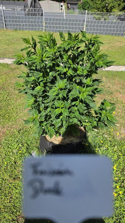 Dutch Passion Outdoor Grow 26 NRW. Week 5 - Frisian Duck