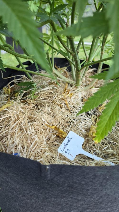 outdoor grow NRW '26. Week 13 - Cinderella 99