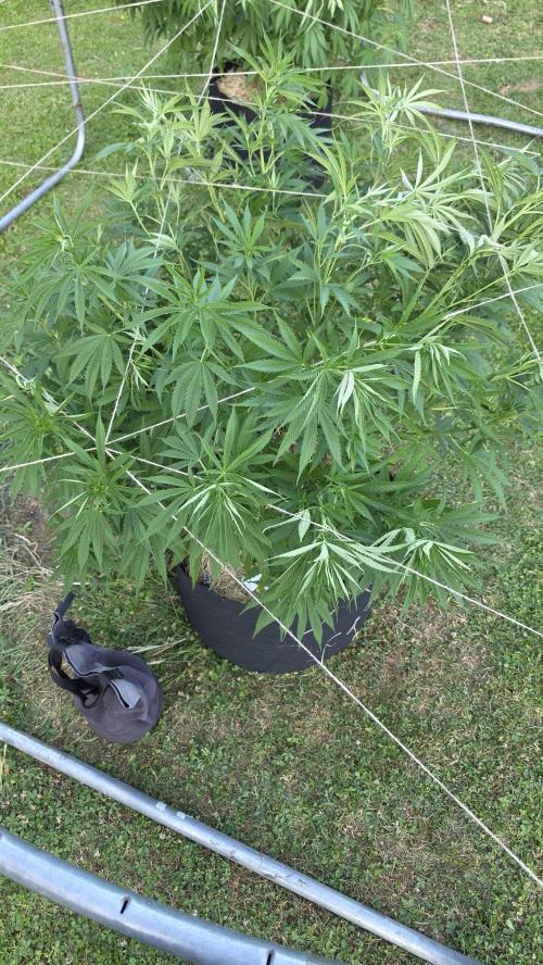 outdoor grow NRW '26. Week 13 - Cinderella 99