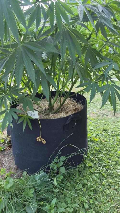 outdoor grow NRW '26. Week 13 - Jack 47 F1