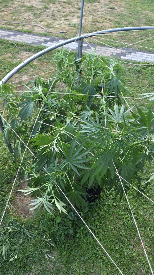outdoor grow NRW '26. Week 13 - Jack 47 F1