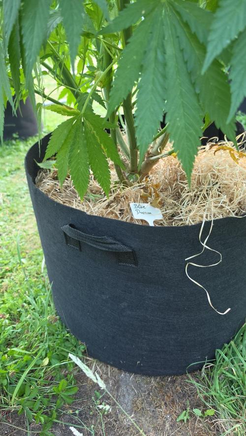 outdoor grow NRW '26. Week 13 - Blue Dream