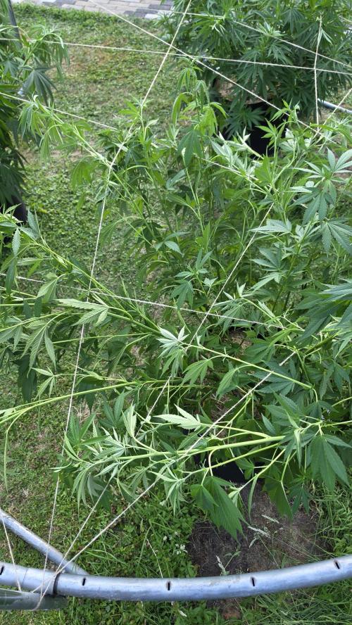 outdoor grow NRW '26. Week 13 - Blue Dream