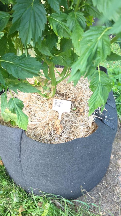 Dutch Passion Outdoor Grow 26 NRW. Week 13 - Frisian Duck 
